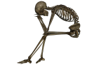 skeleton_PNG5539